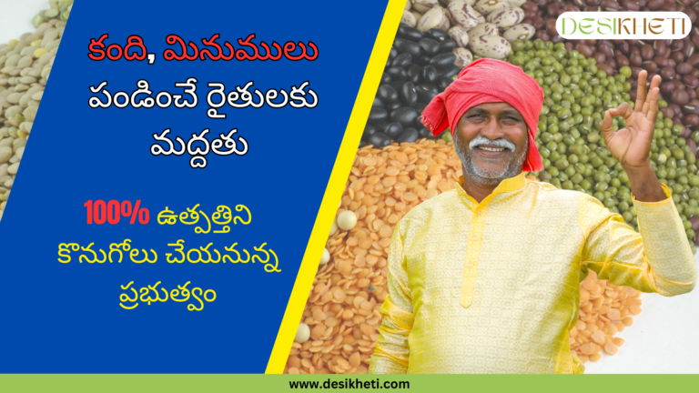 A happy Indian farmer wearing a yellow kurta and a red turban is making an "OK" gesture with his hand, standing in front of a background filled with various pulses like lentils, black beans, and green grams. The image features a bold Telugu text on a blue and yellow background, stating government support for farmers growing pigeon pea (Kandi), black gram (Minumulu), and masoor dal, with an assurance of 100% procurement. The Desikheti logo is displayed in the top right corner, and the website www.desikheti.com is mentioned at the bottom.