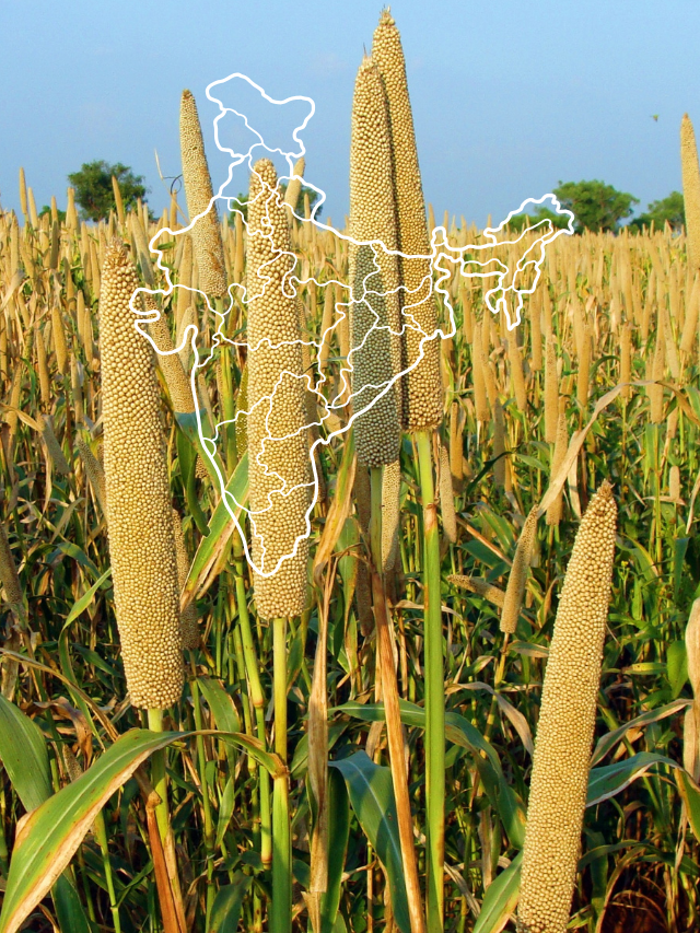 BAJRA