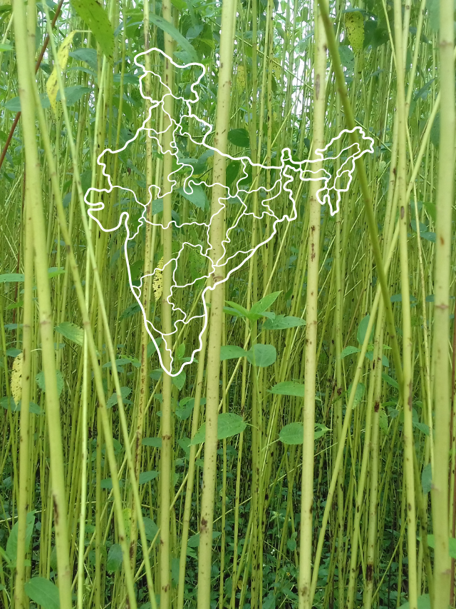 JUTE