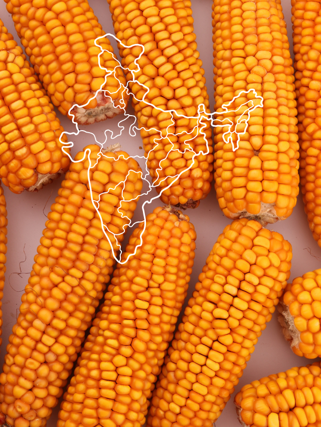 MAIZE