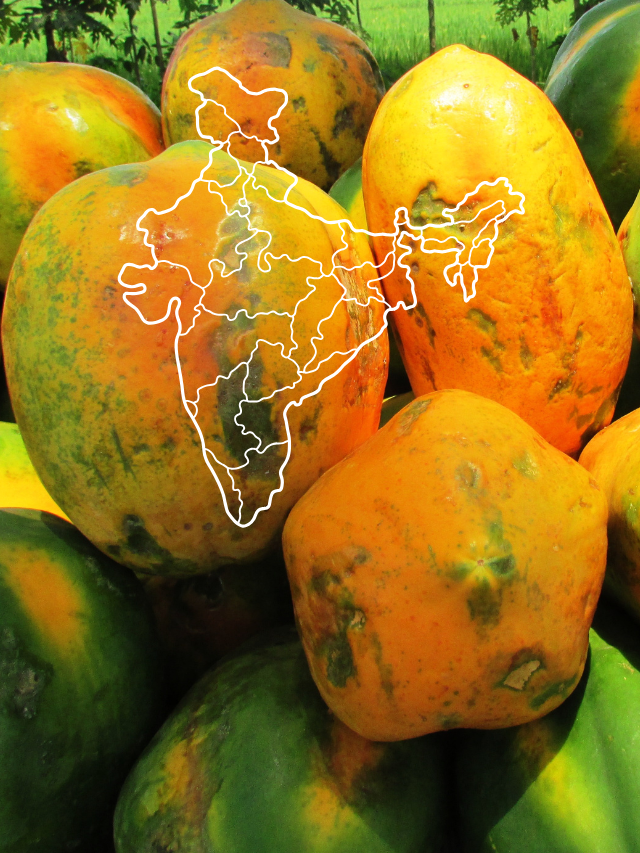 PAPAYA