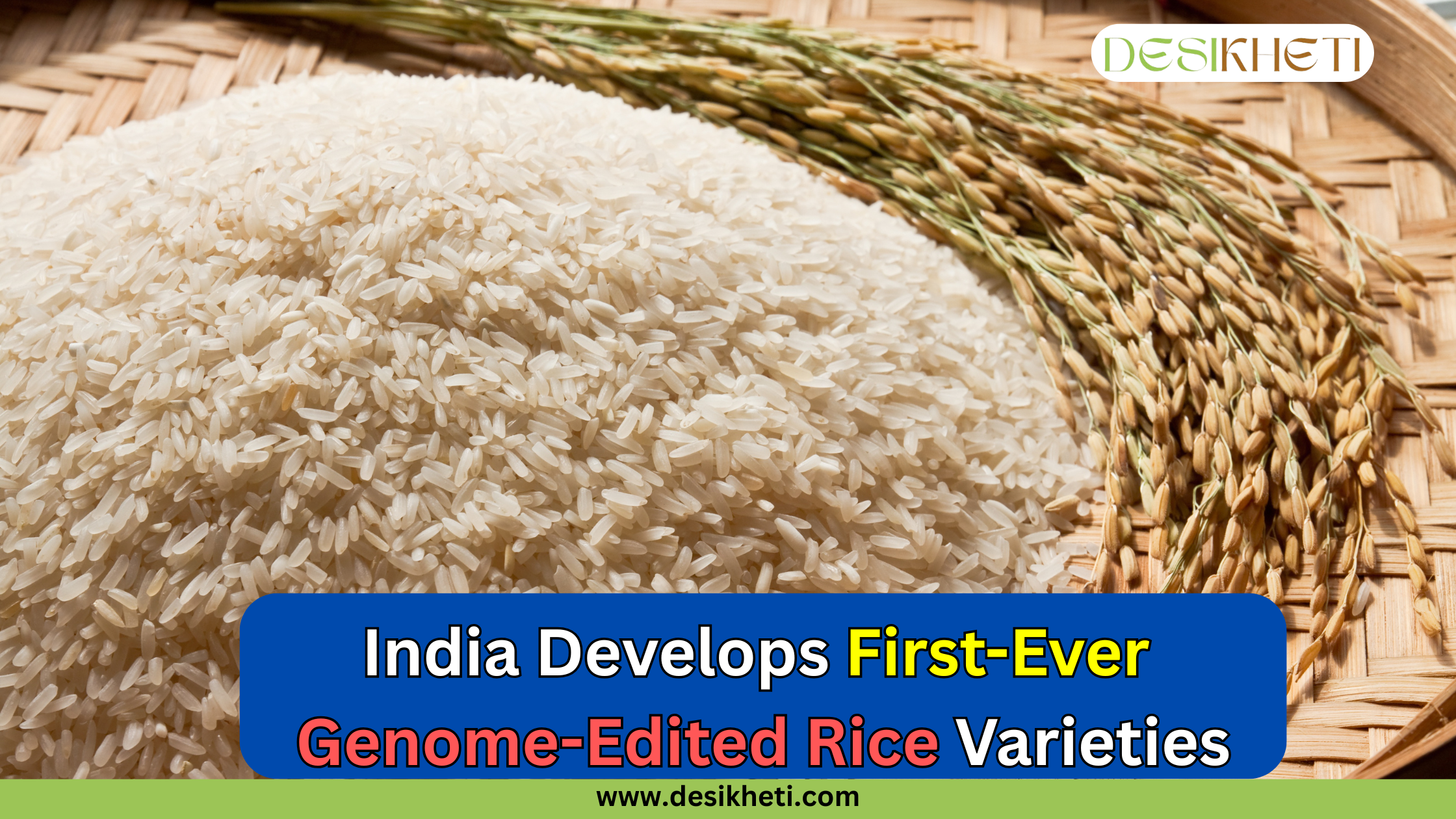 A close-up of polished rice grains and paddy on a bamboo tray, highlighting India’s first-ever genome-edited rice varieties, developed by ICAR