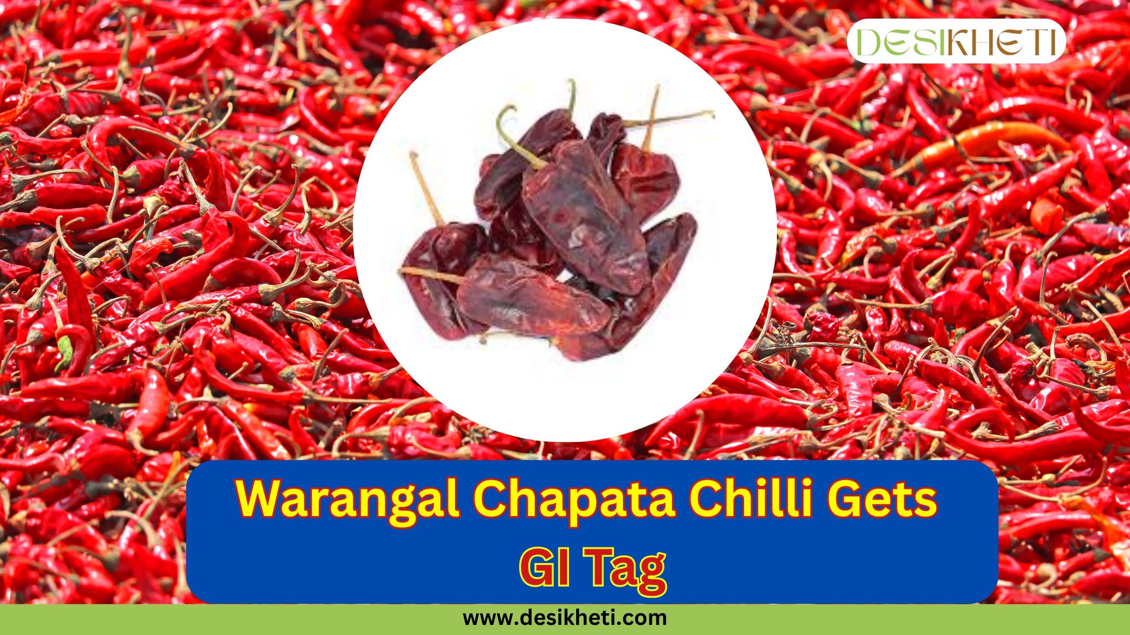Warangal Chapata Chilli featured with a pile of red chillies in the background and dried dark red chillies in a white circle at the center; bold yellow and red text reads “Warangal Chapata Chilli Gets GI Tag”; Desikheti logo is placed at the top right and website www.desikheti.com appears at the bottom.